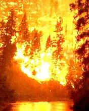 pic for Forest Fire